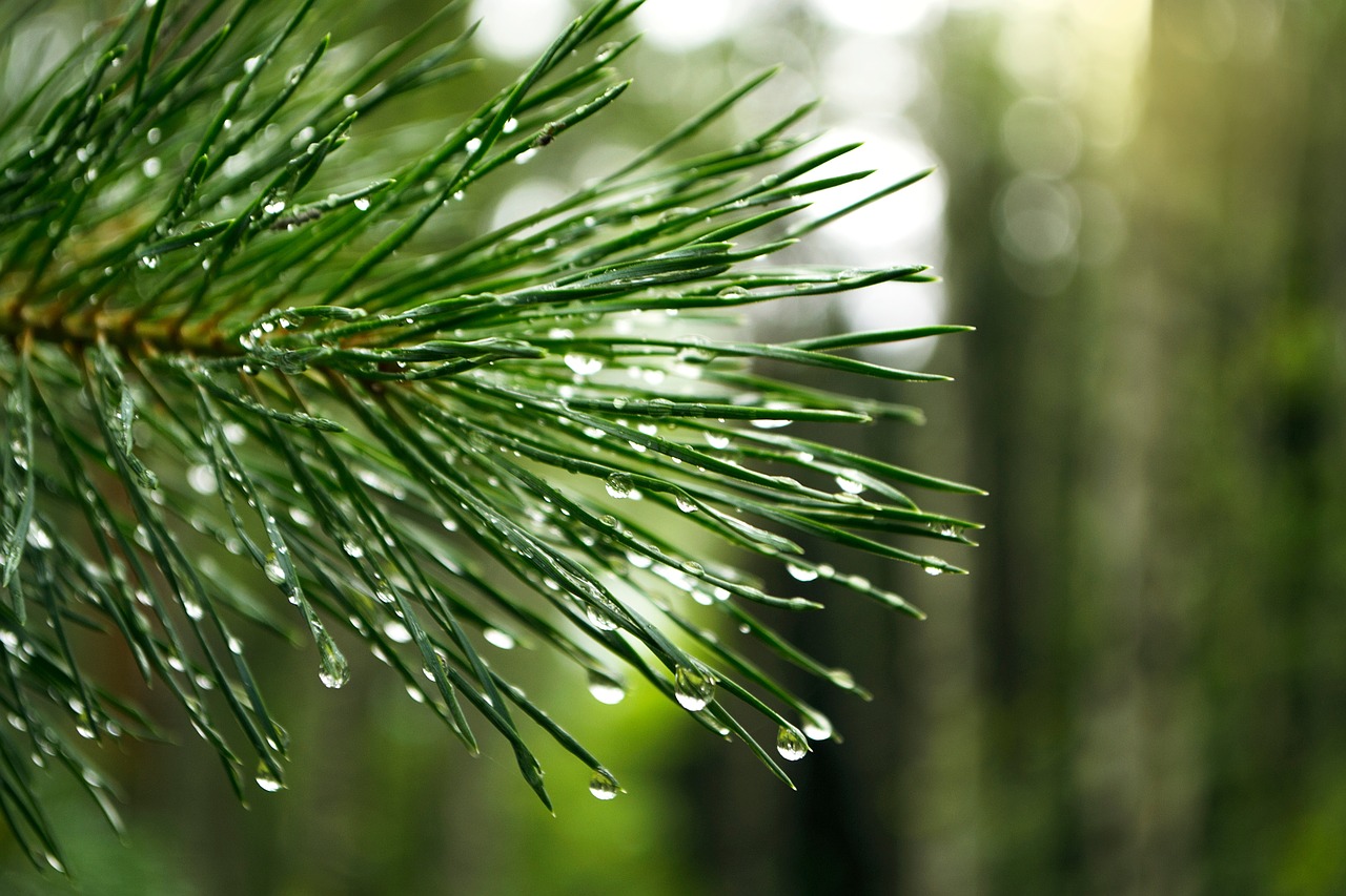 pine drops branch free photo