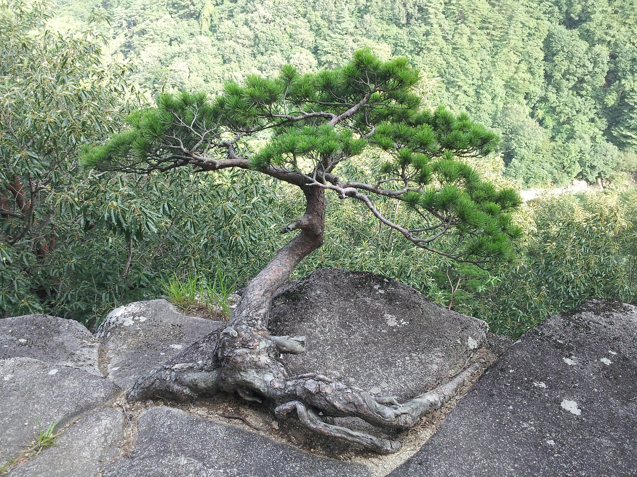 pine pine above the rocks fidelity free photo