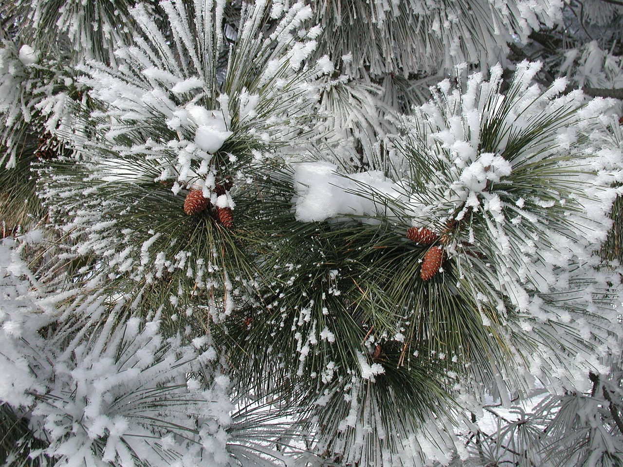 pine trees cones free photo