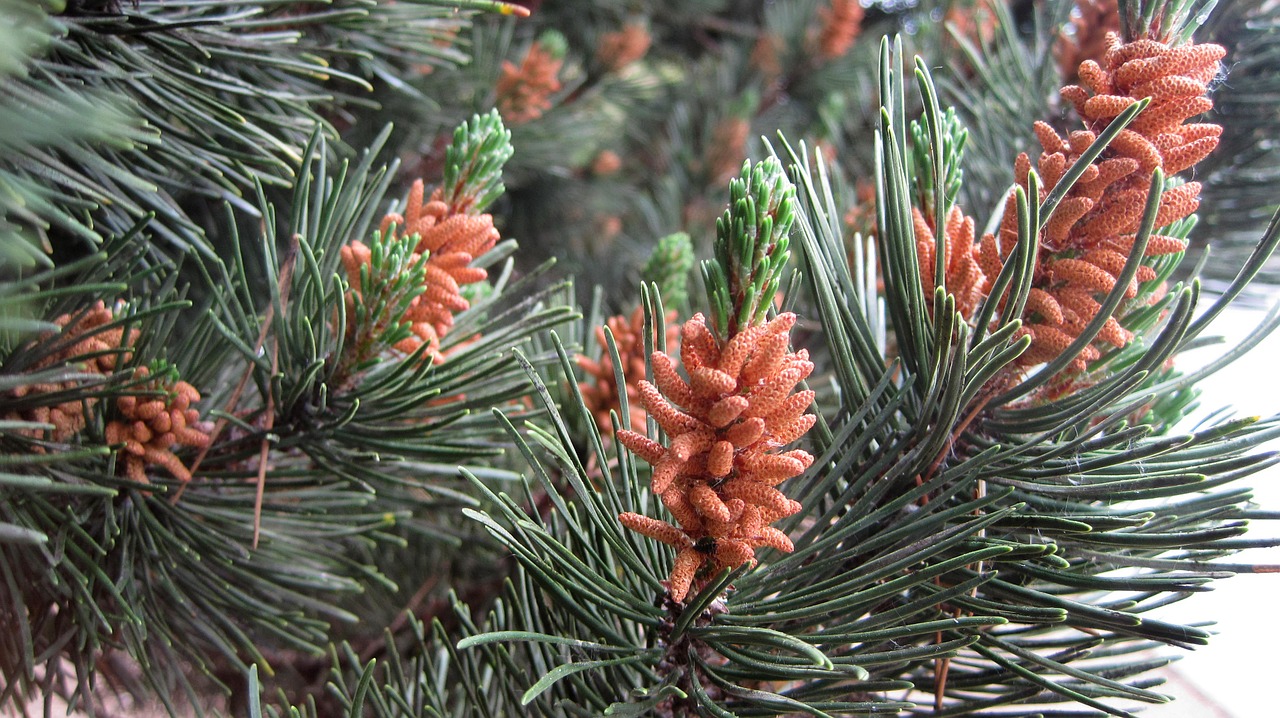 pine pollen tree free photo