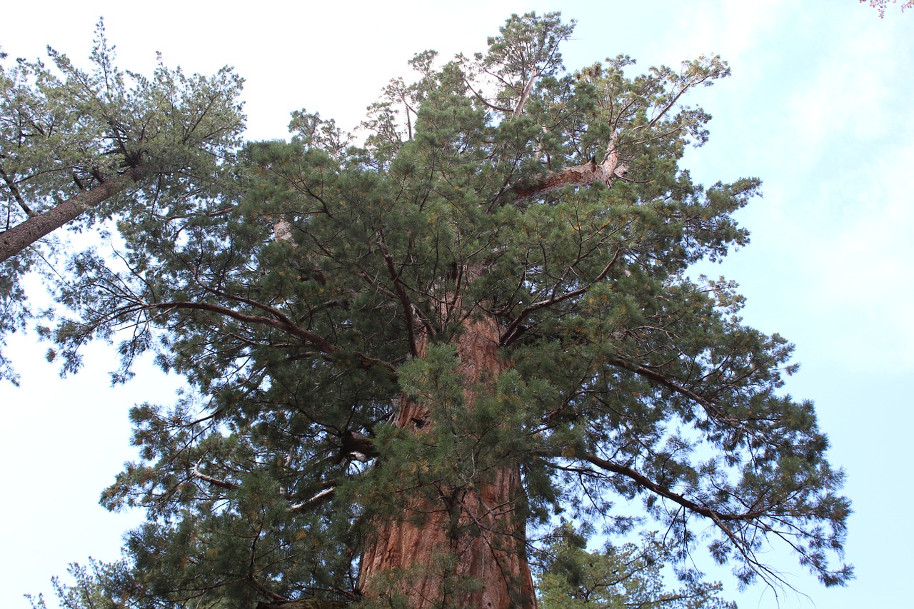 pine giant view free photo