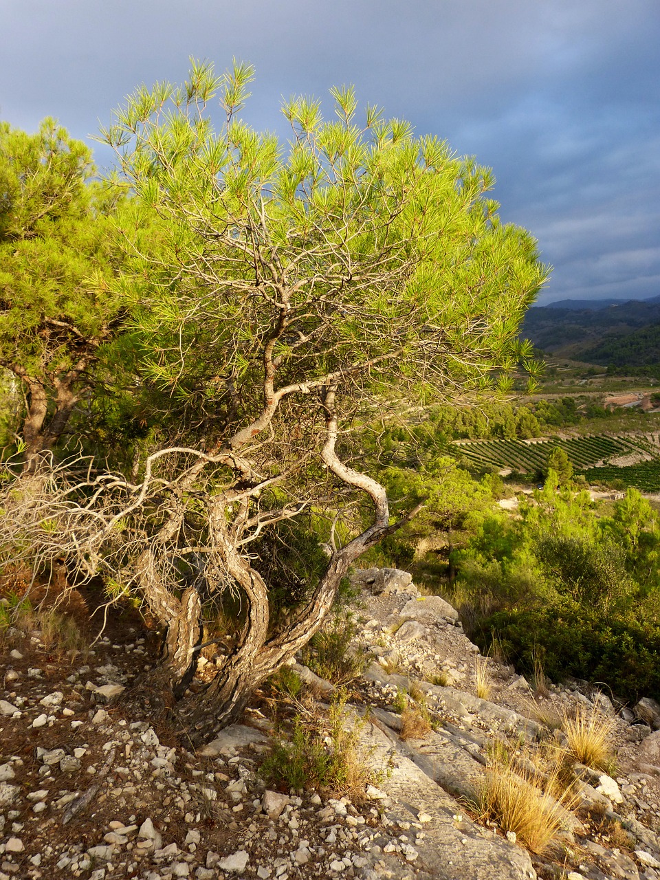 pine rock dramatic free photo