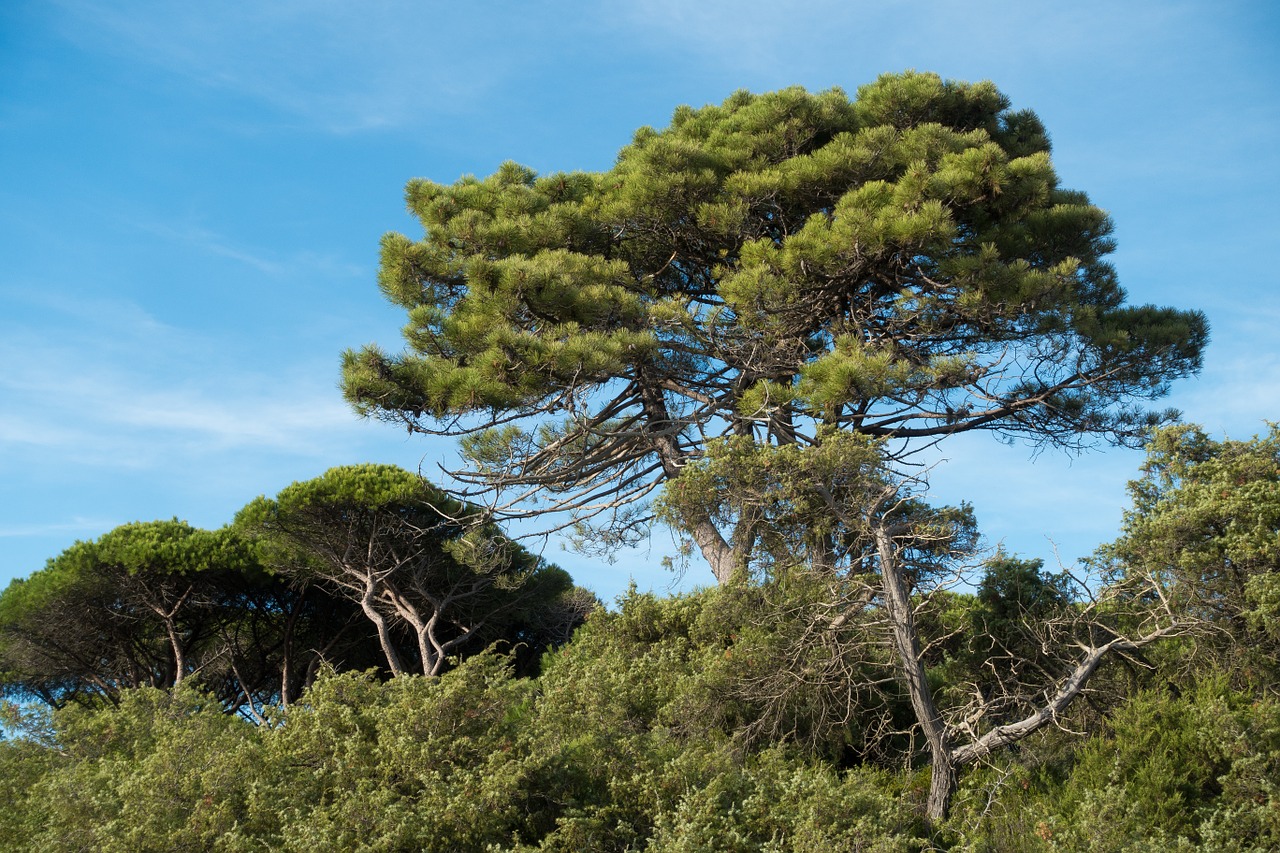 pine forest sky free photo