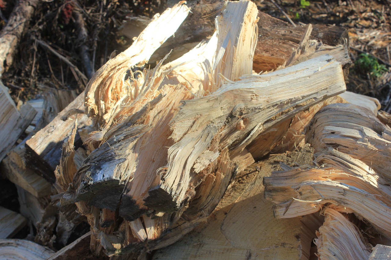 pine firewood tangle free photo