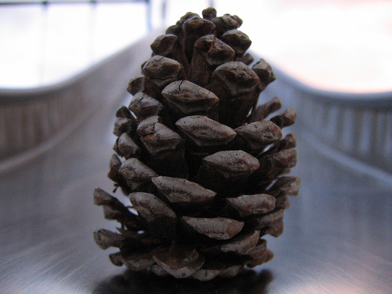 pine cone steel free photo