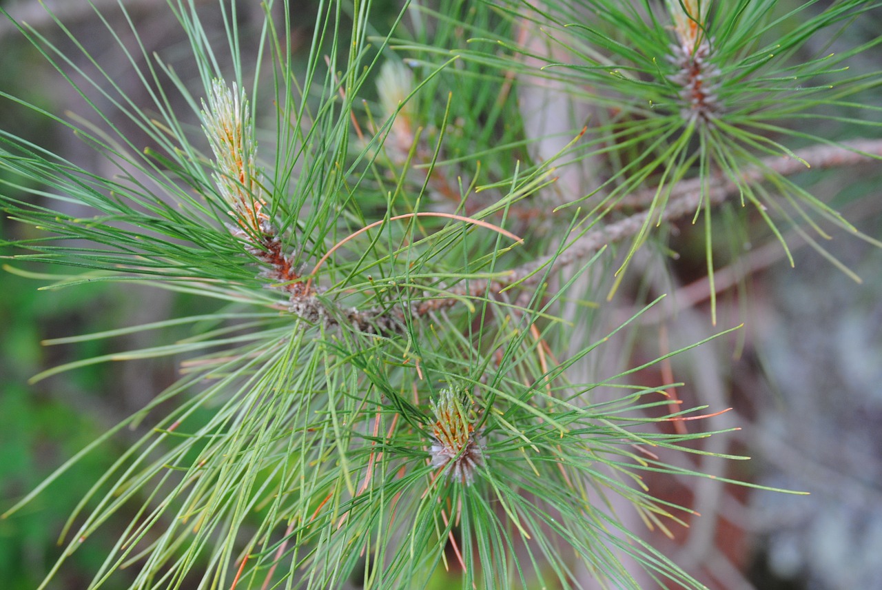 pine nature forest free photo