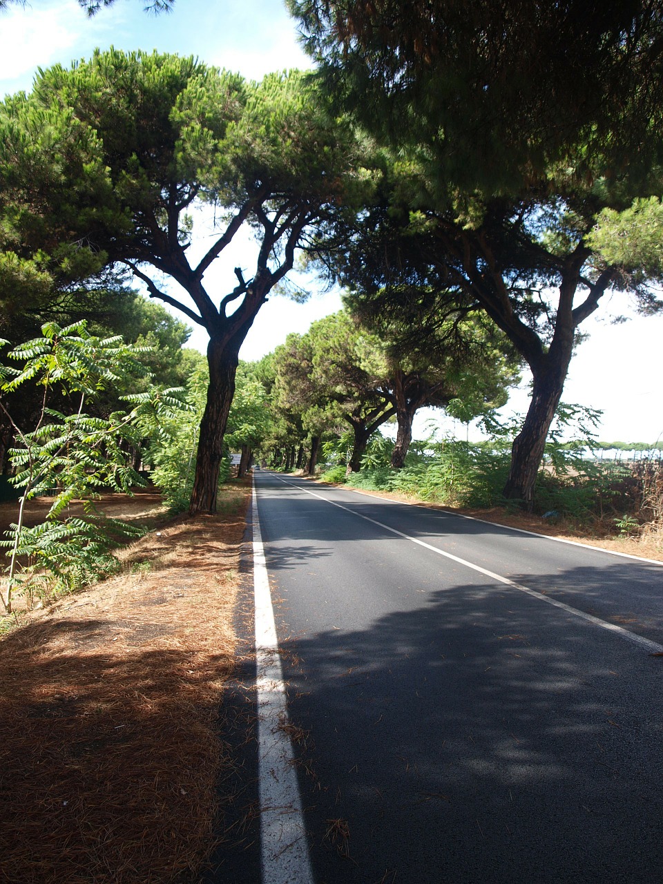 pine avenue pine italy free photo