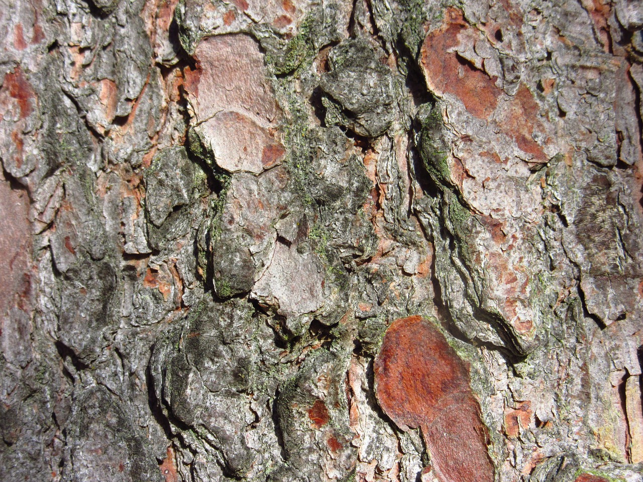 pine bark tree close free photo