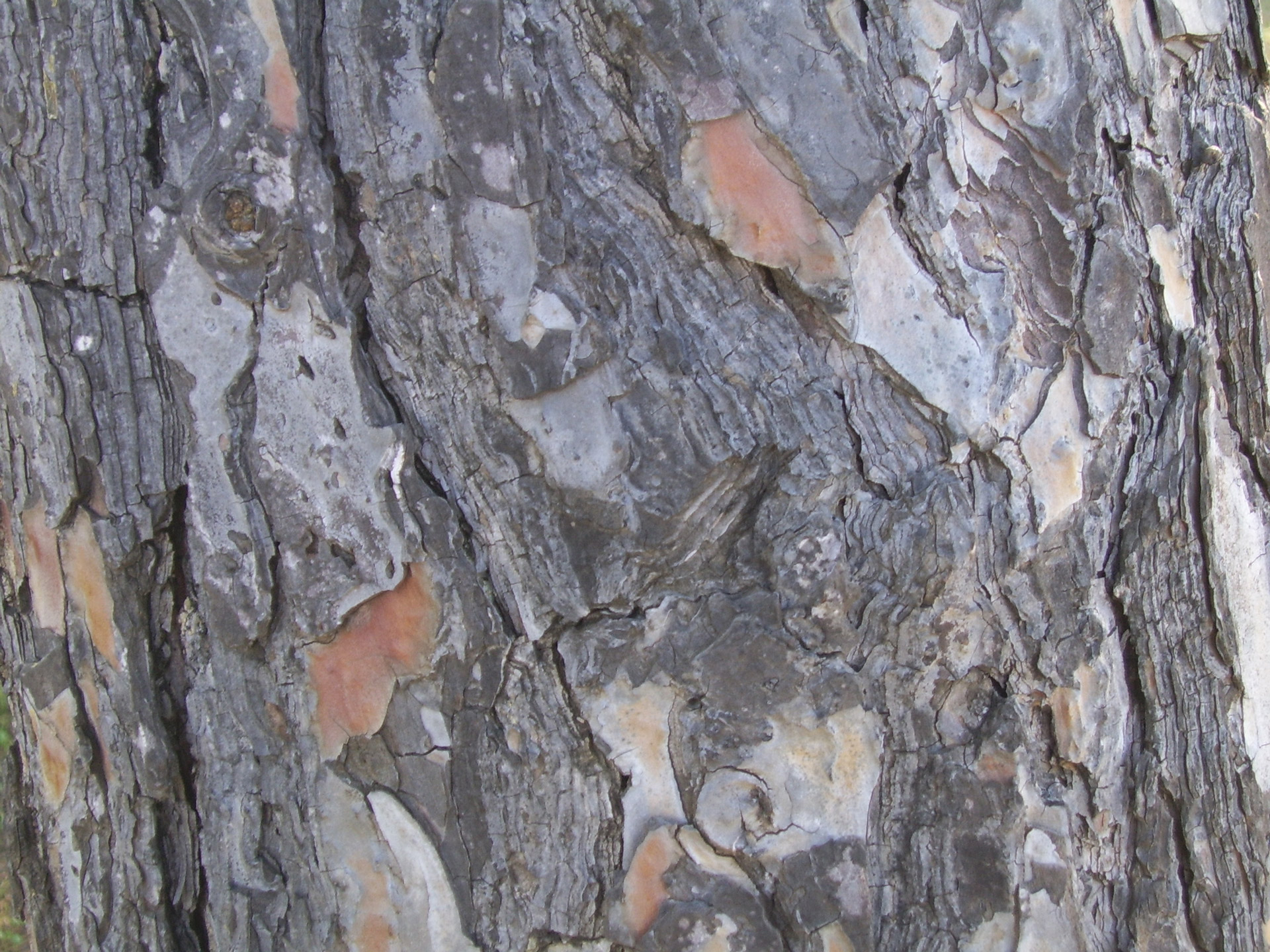 pine bark tree free photo