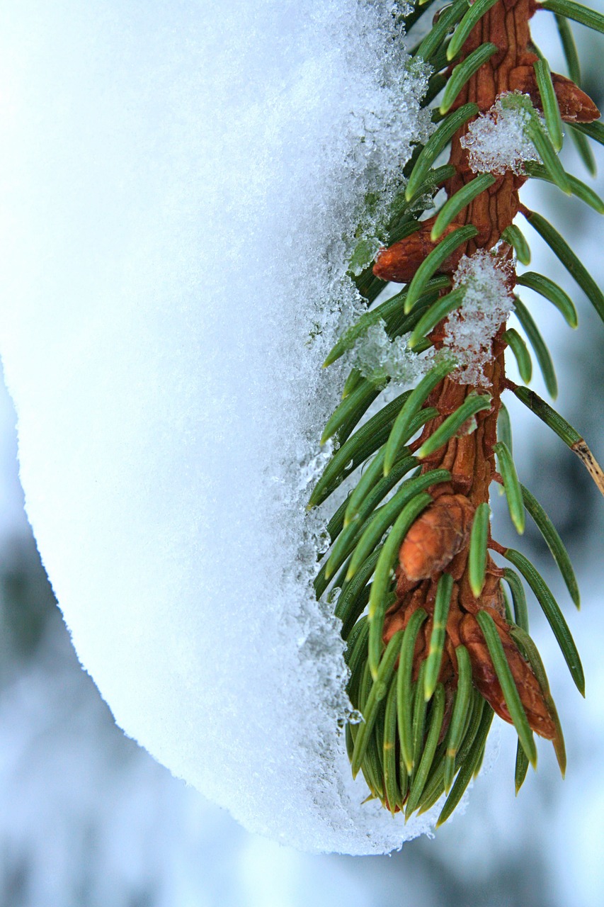 pine branch green spruce needle free photo