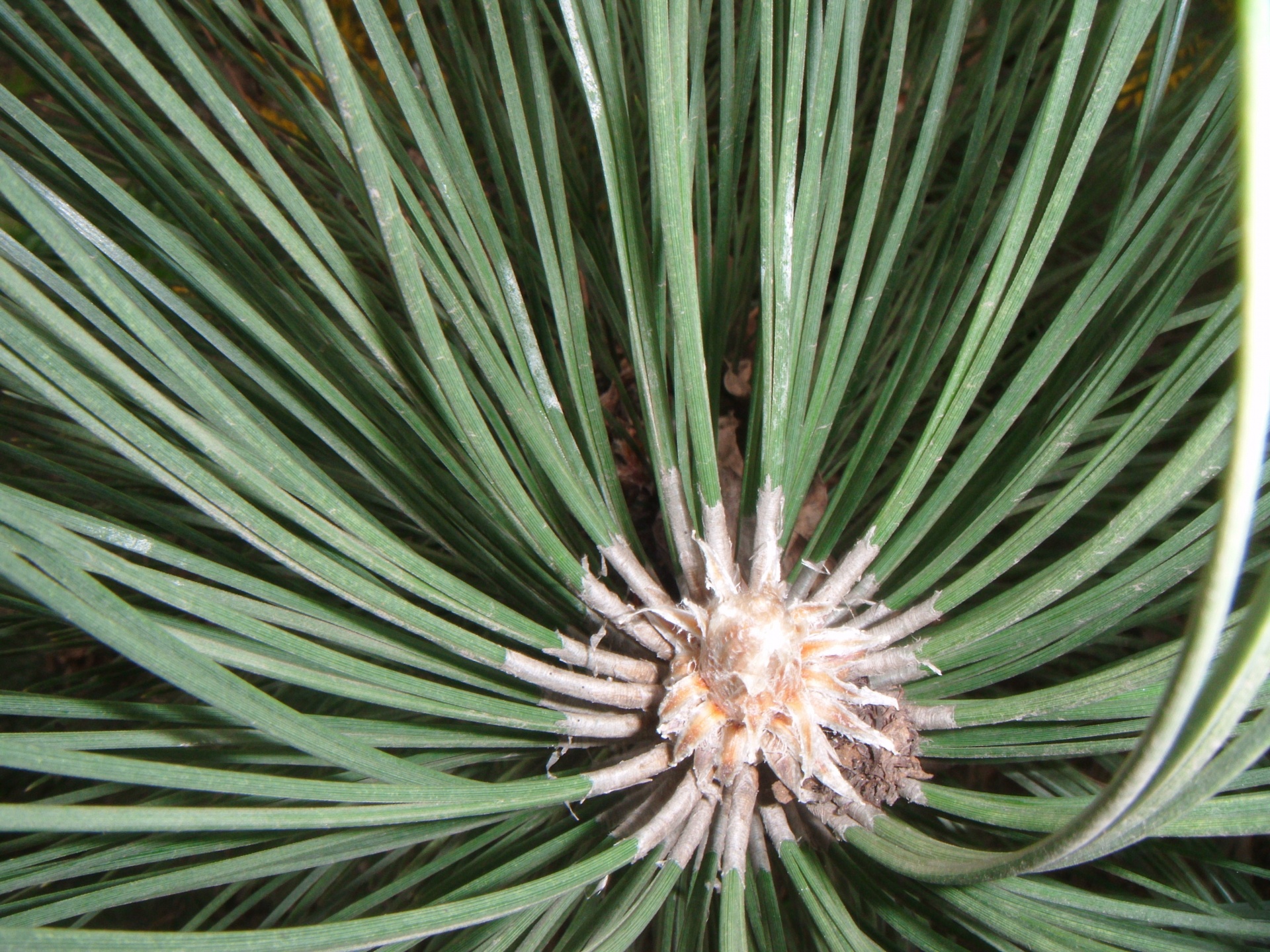 pine branch needles free photo