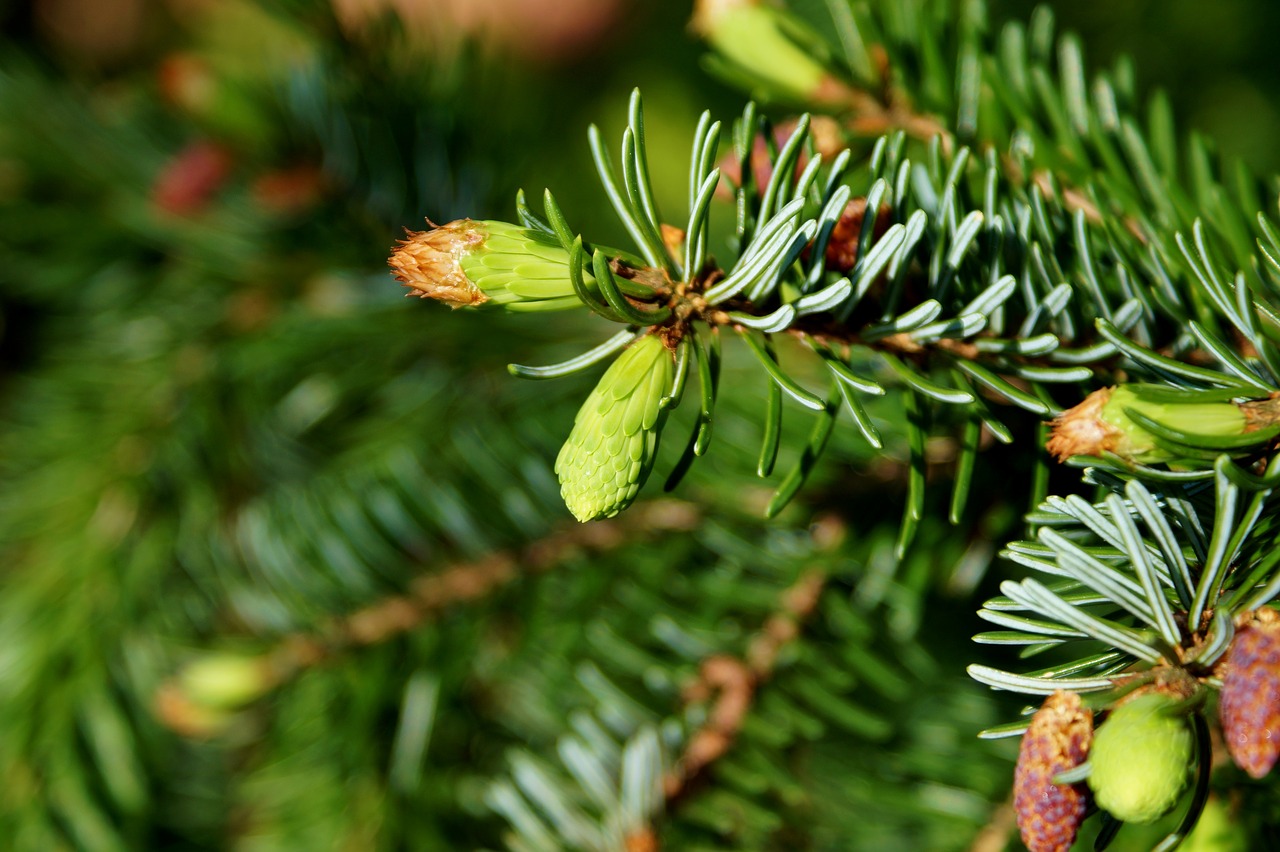 pine branch engine needles free photo