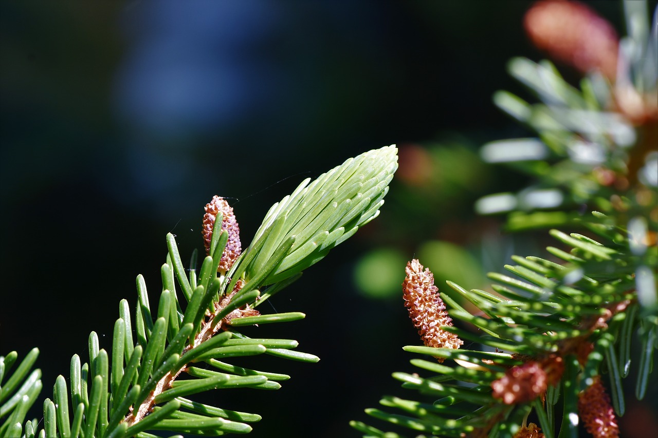 pine branch  spruce drive  spruce free photo