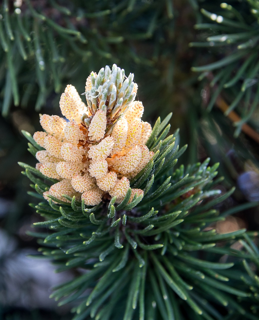 pine branch  spruce  conifer branch free photo