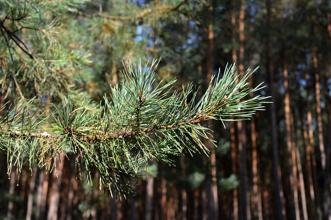 pine branch  forest  pine needles free photo