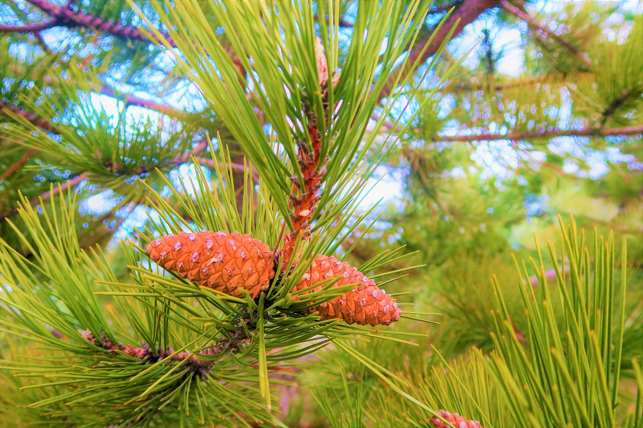 pine branch  tree  pine free photo