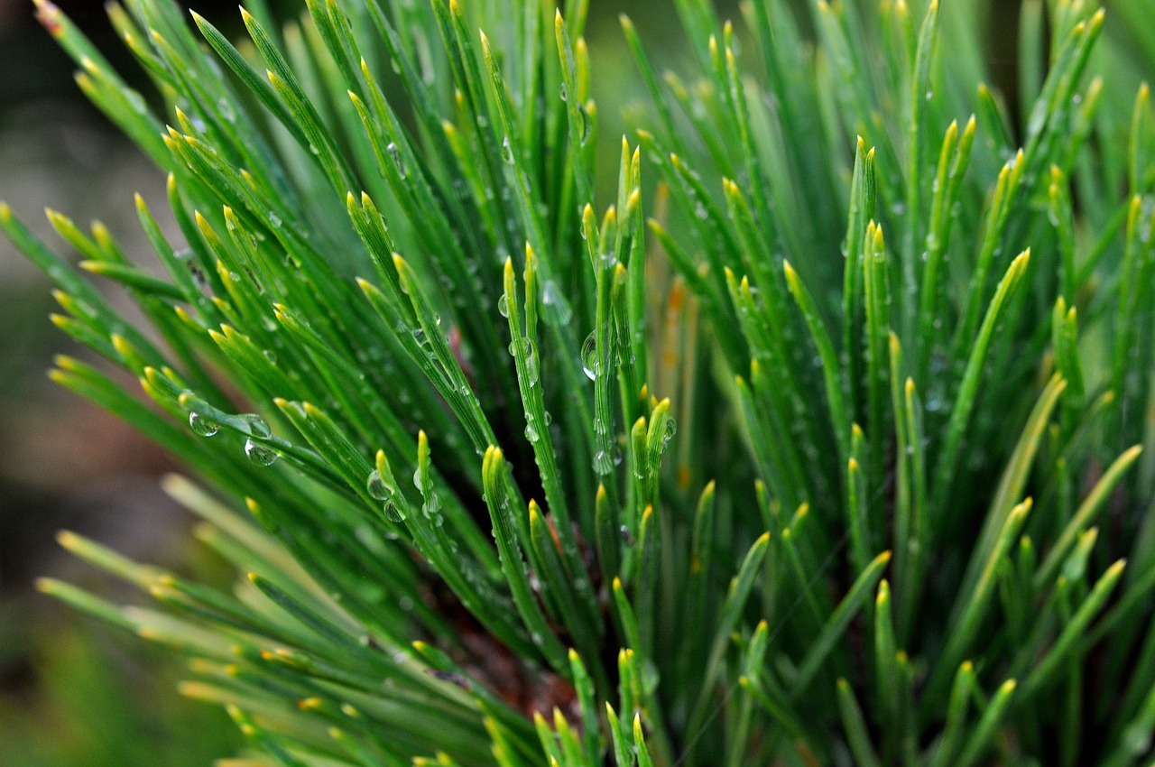 pine branch conifer needles free photo