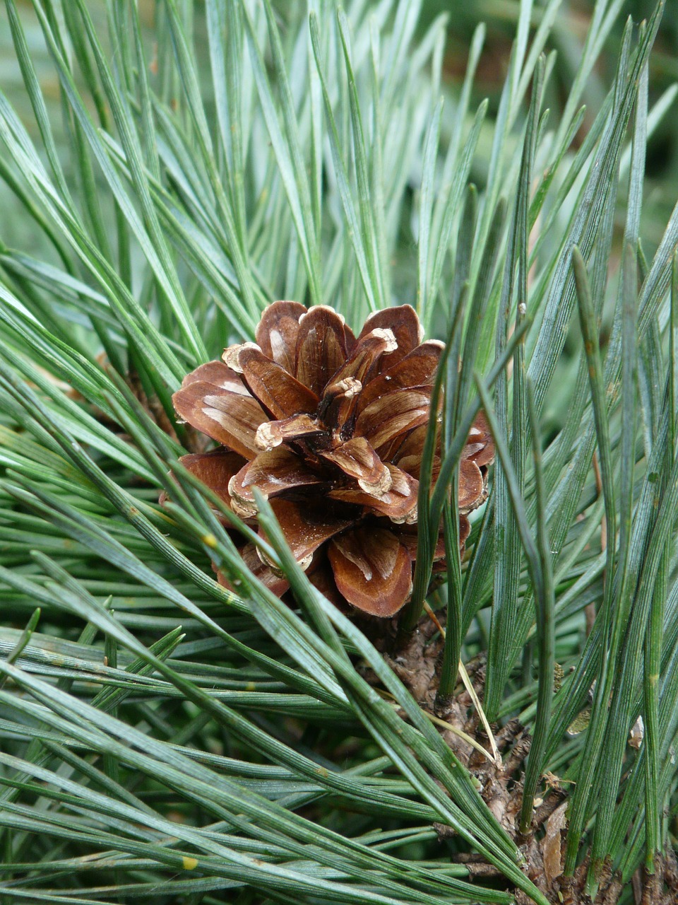 pine branch pine needles pine free photo