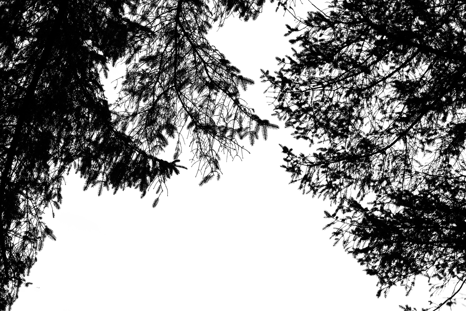 pine branch branches free photo