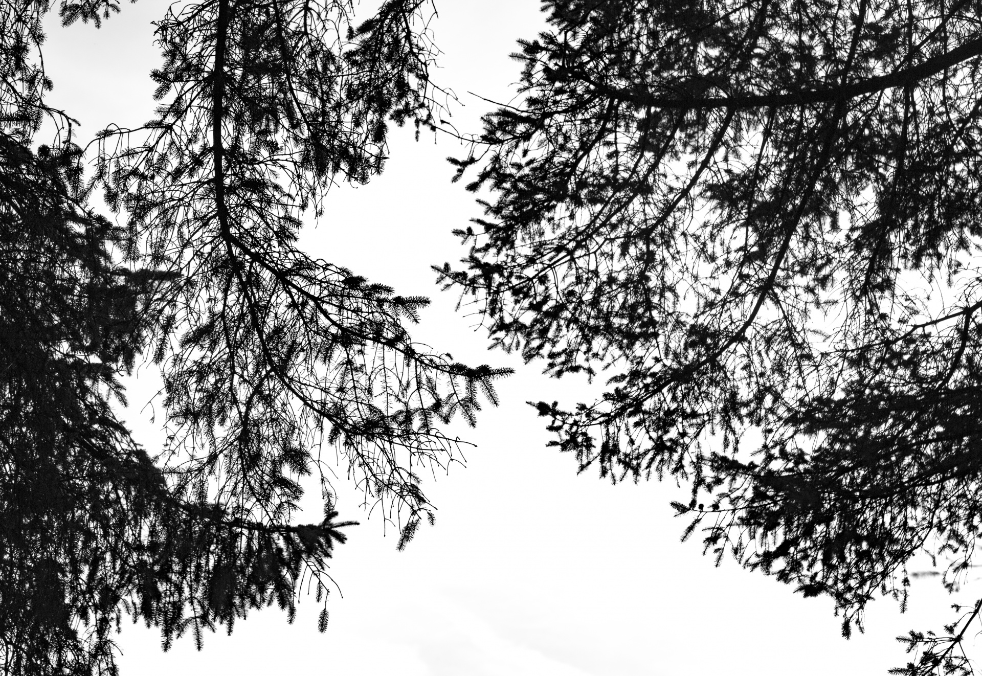 pine branch branches free photo