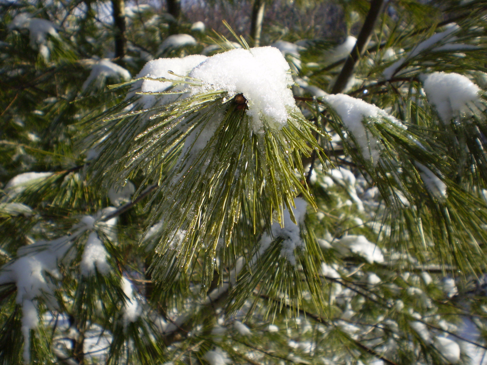 pine branch tree free photo