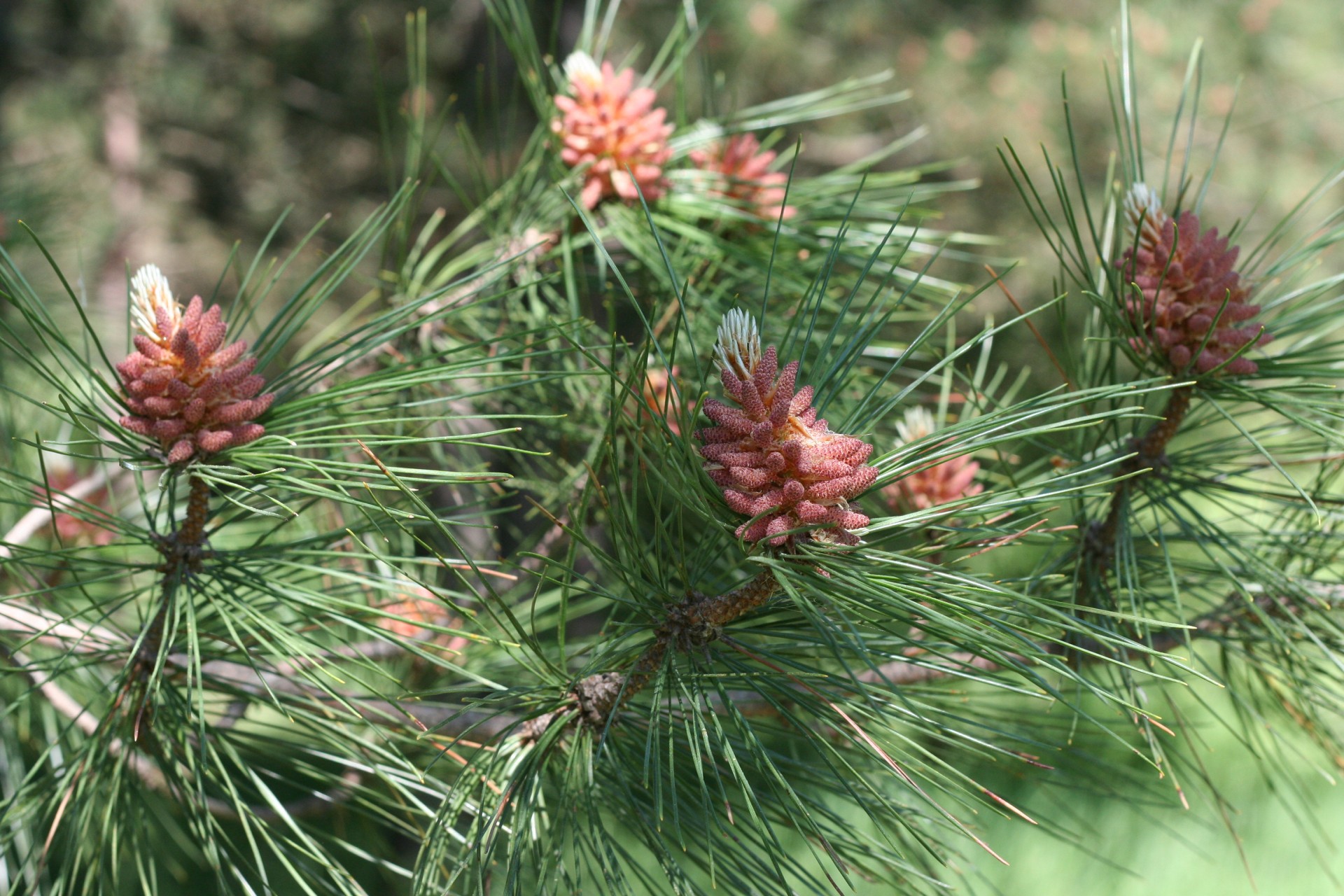closeup pine tree free photo