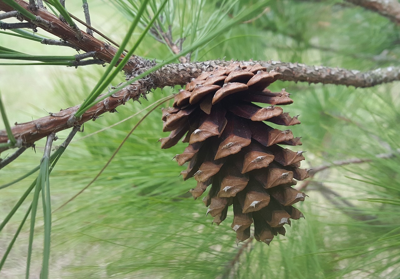 pine cone pine needles pine tree free photo