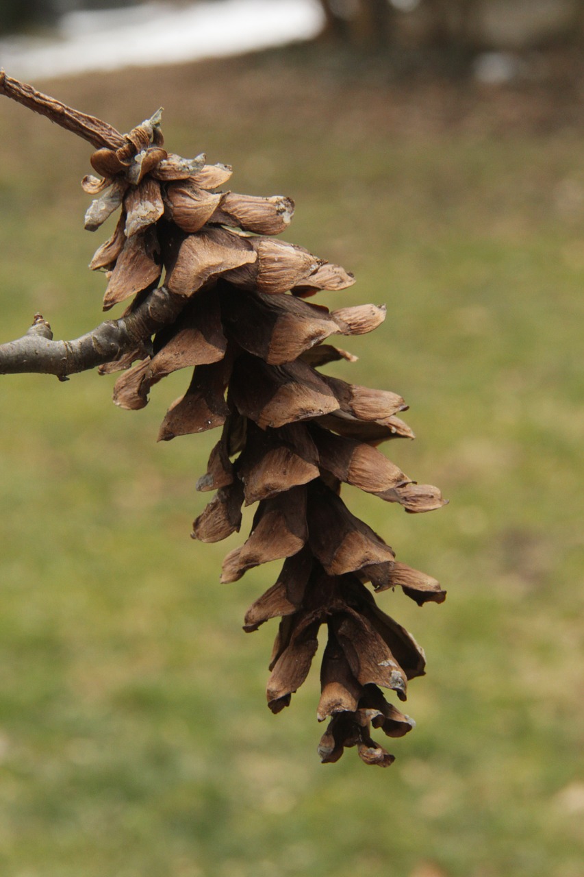 pine-cone outdoors grass free photo