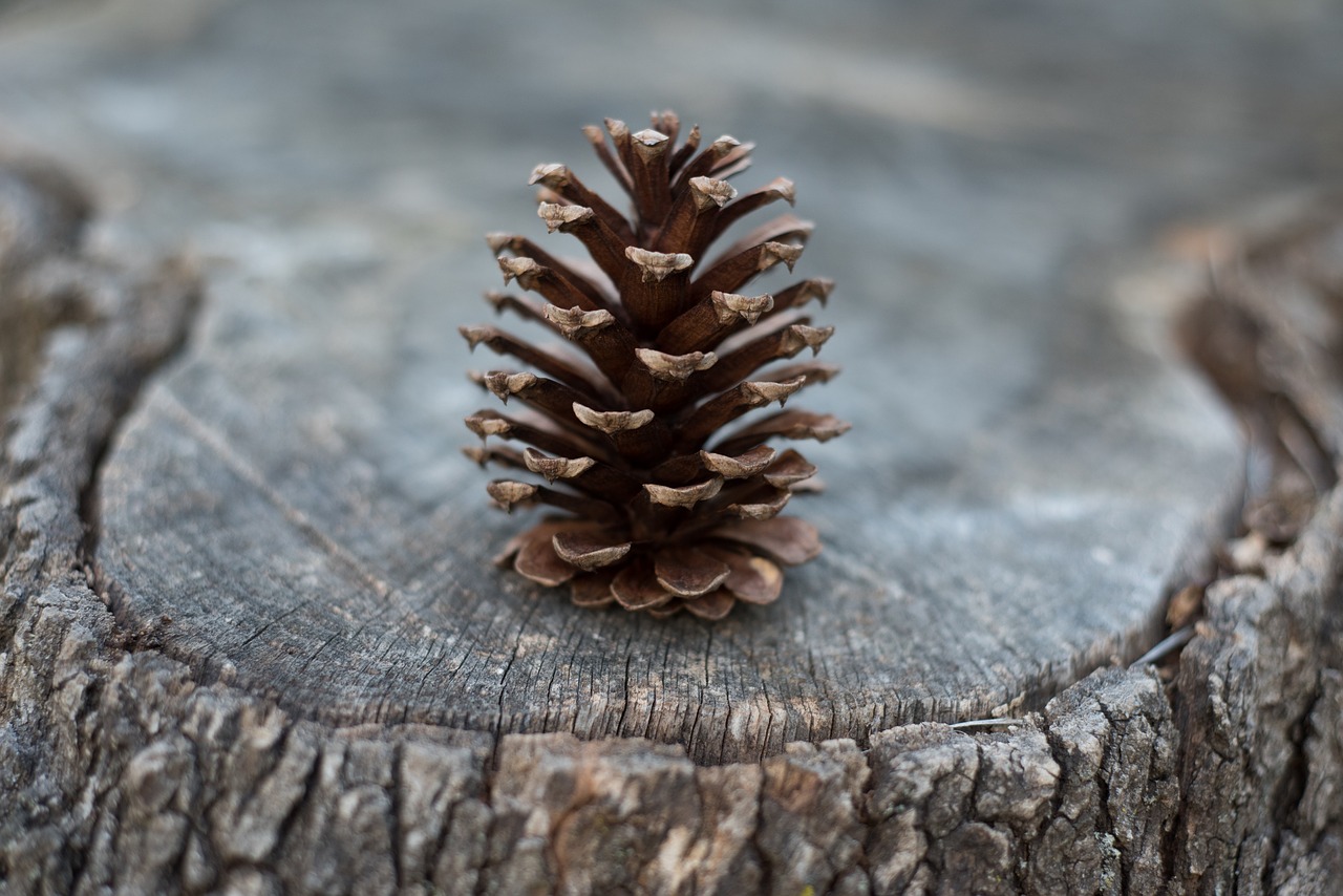 pine cone stump tree free photo