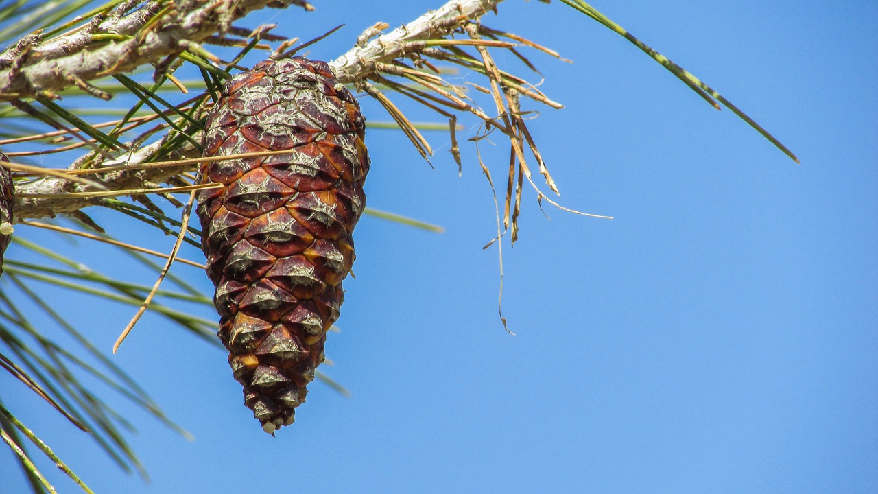 pine cone tree nature free photo