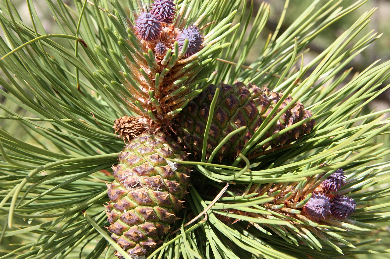 pine cone pine tree pine needles free photo