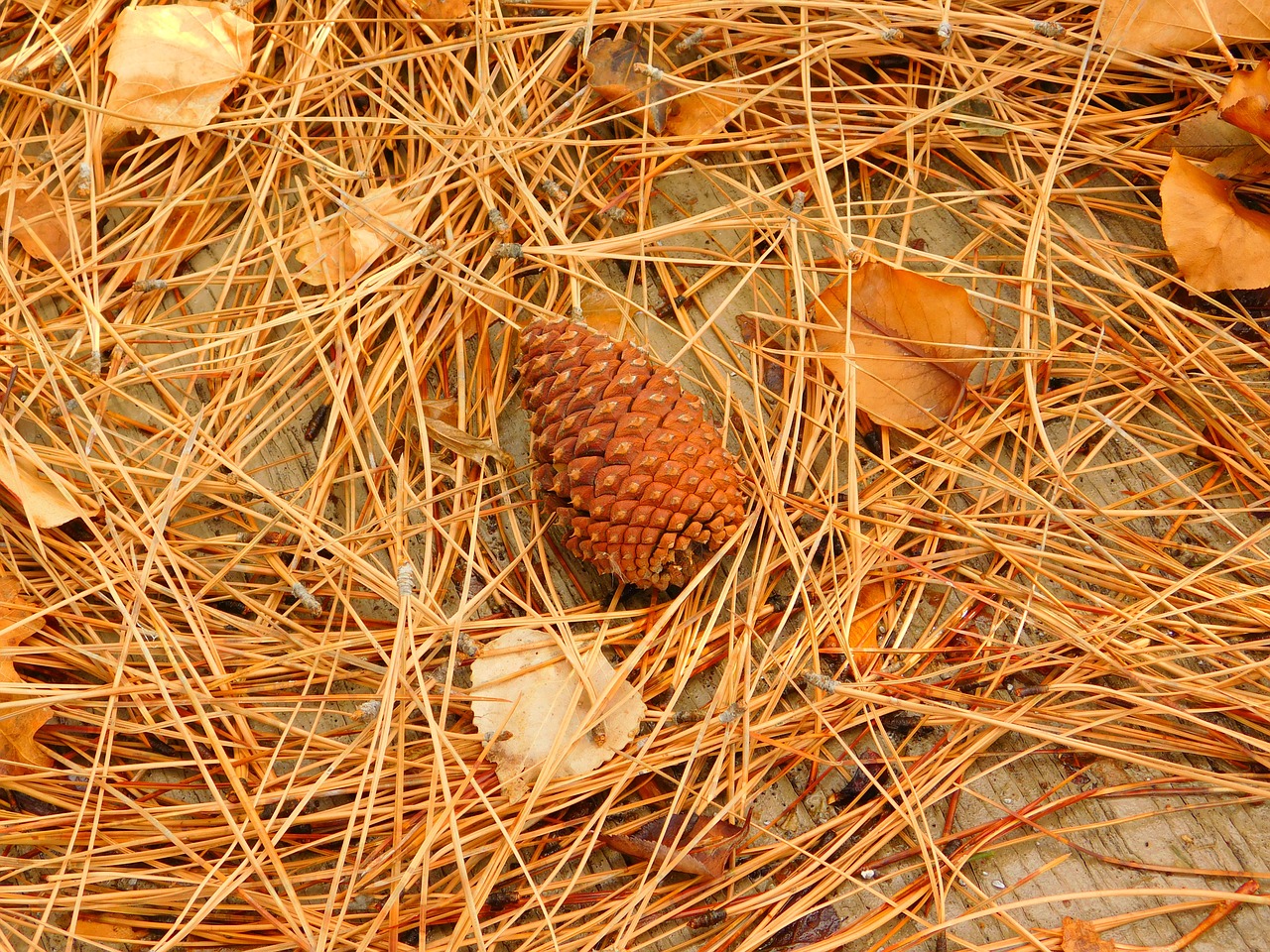 pine cone fall pine needles free photo