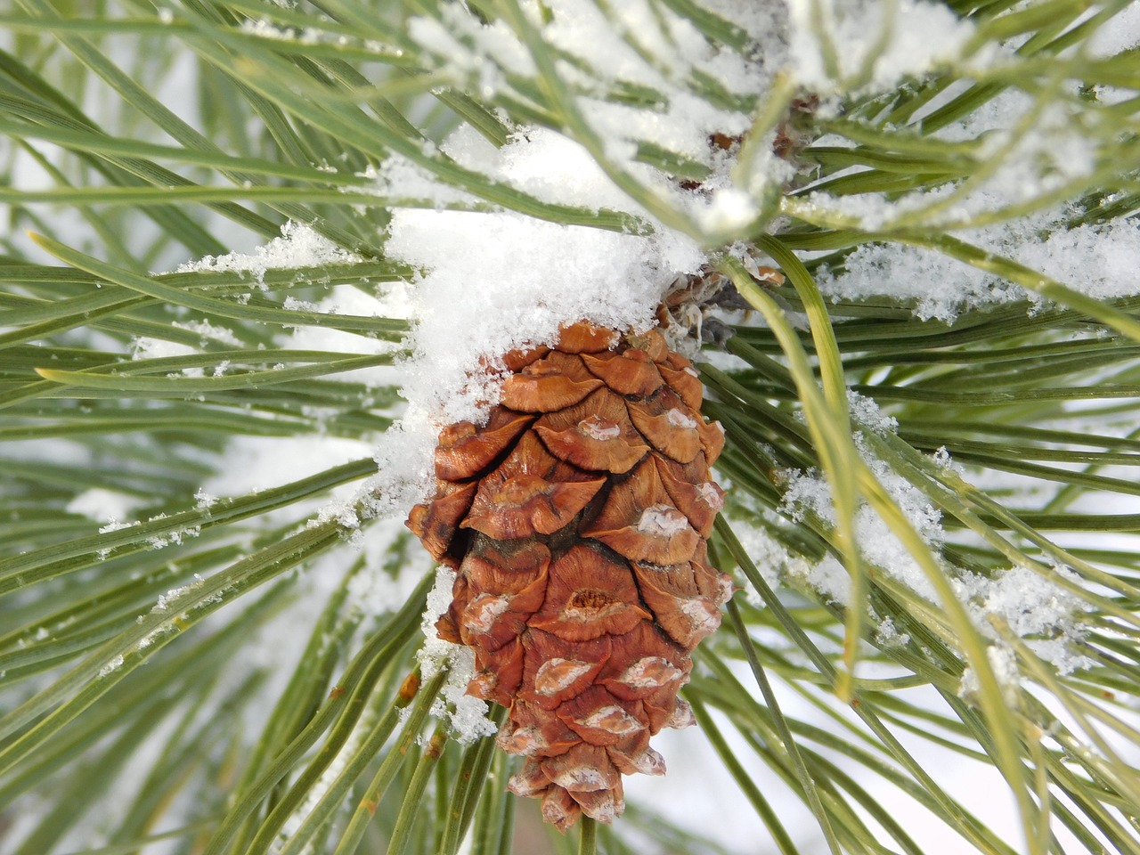 pine cone pine needle pine free photo