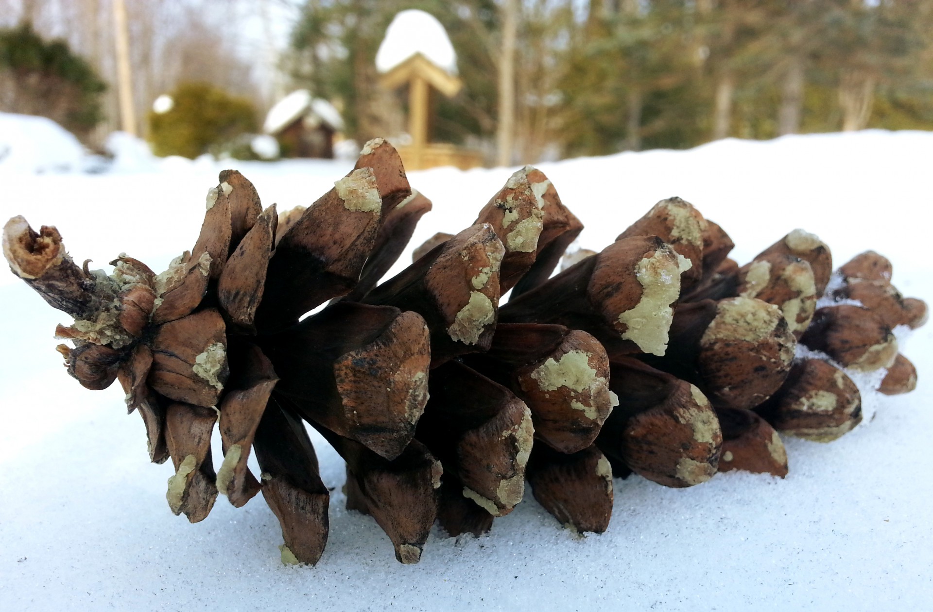 winter cone pin free photo