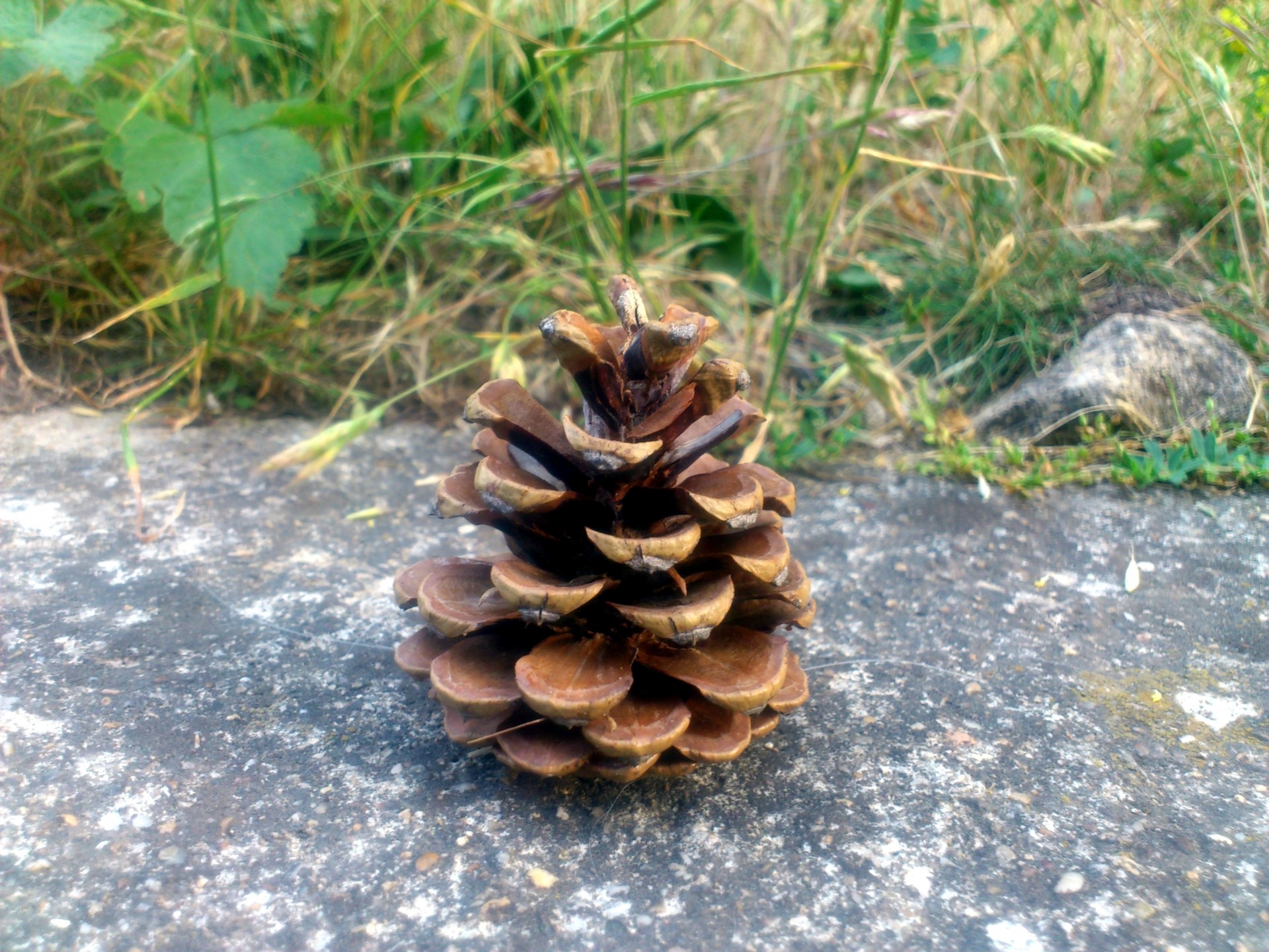 cone pine forest free photo