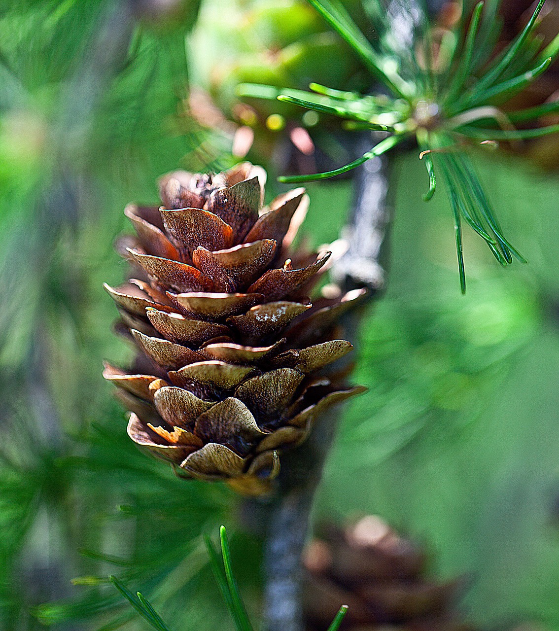 pine cone larch larch cone free photo