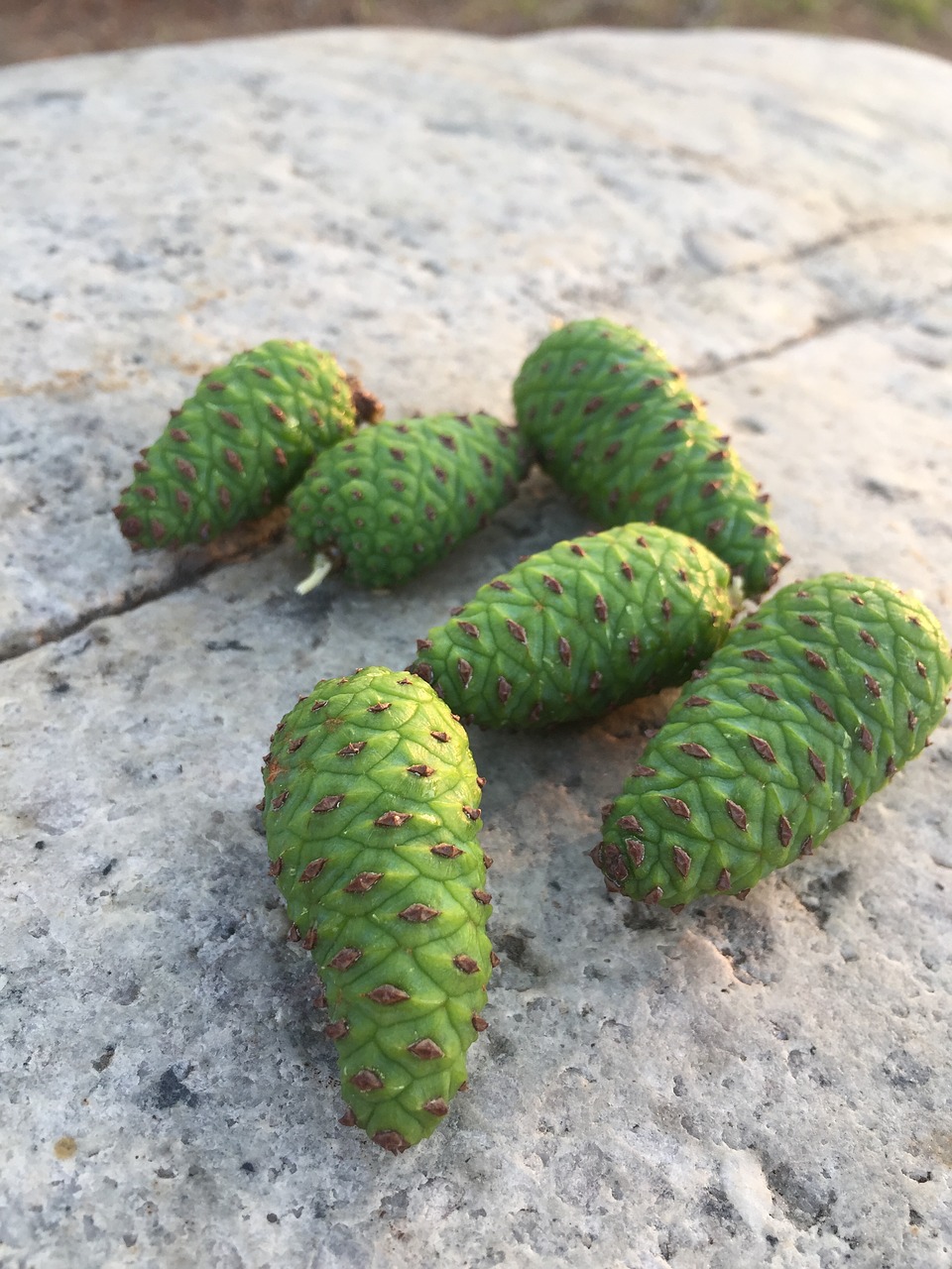 pine cone healing nature free photo