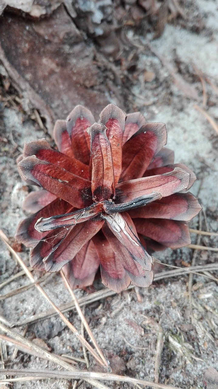 pine cone forest nature free photo