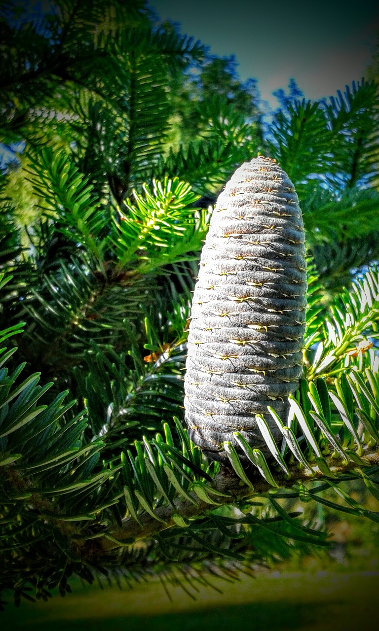 pine cone fir abies mill free photo