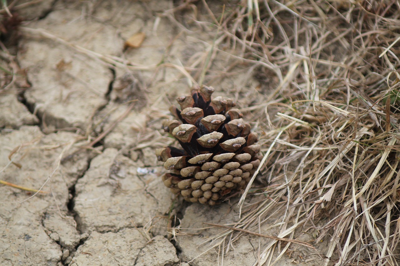 pine cone ground brown free photo