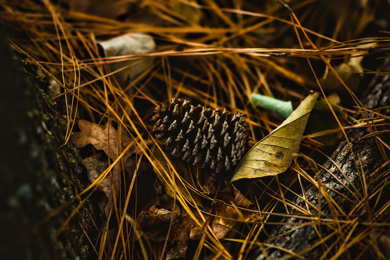 pine cone leaves leaf free photo