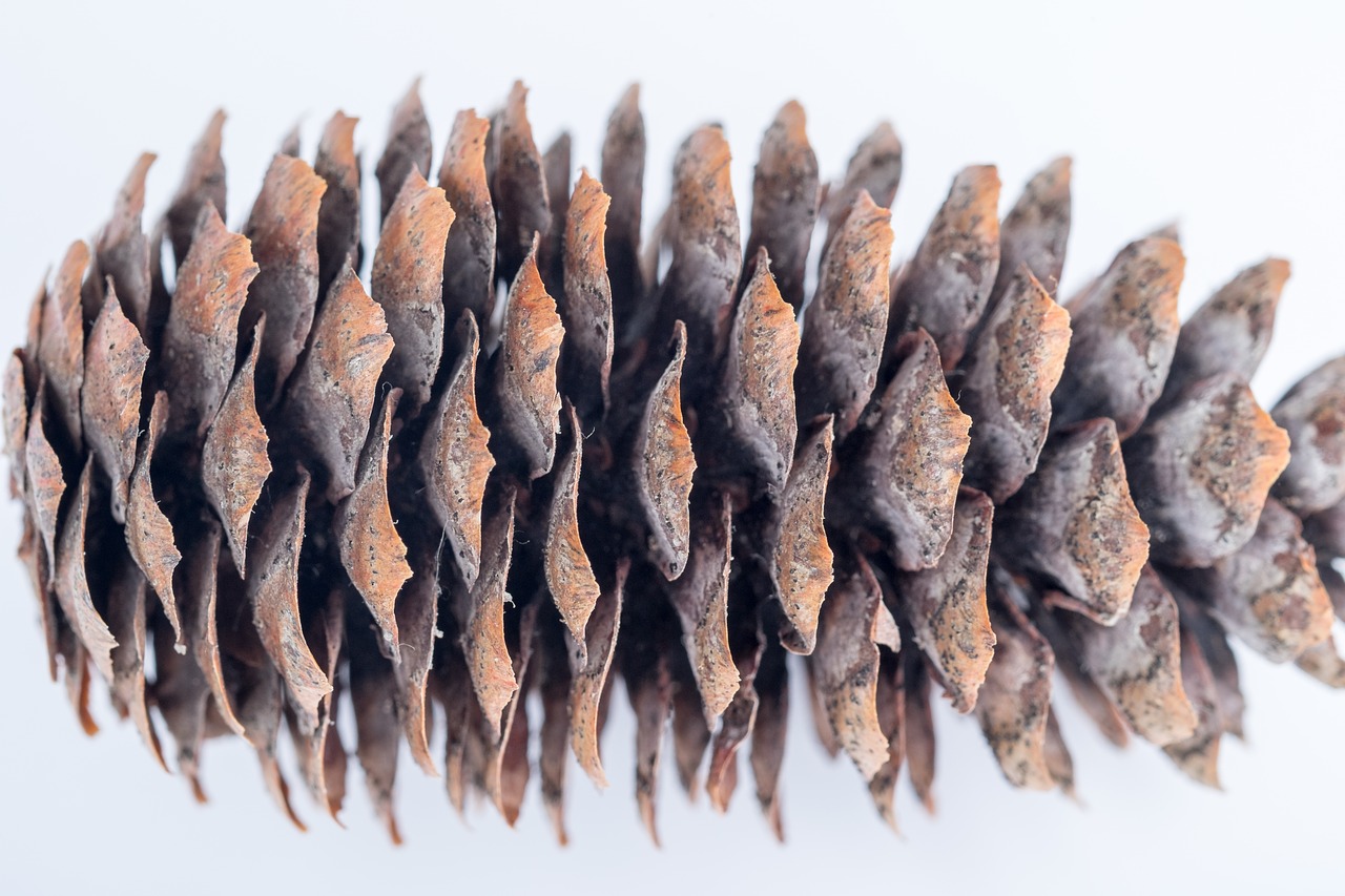 pine cone macro needles free photo