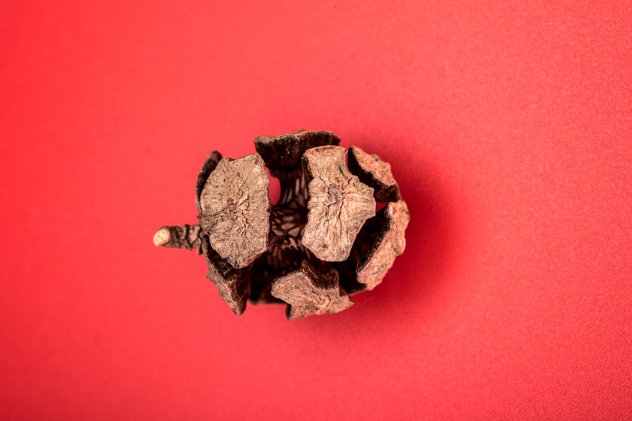 pine cone macro needles free photo