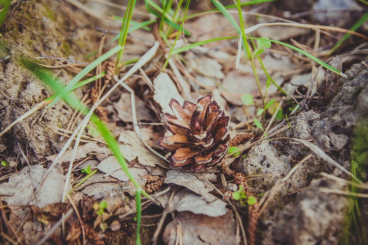 pine cone forest grass free photo