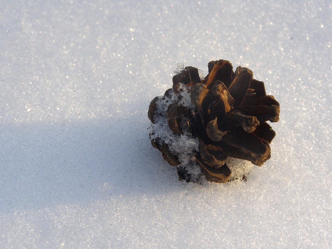 pine cone forest winter free photo
