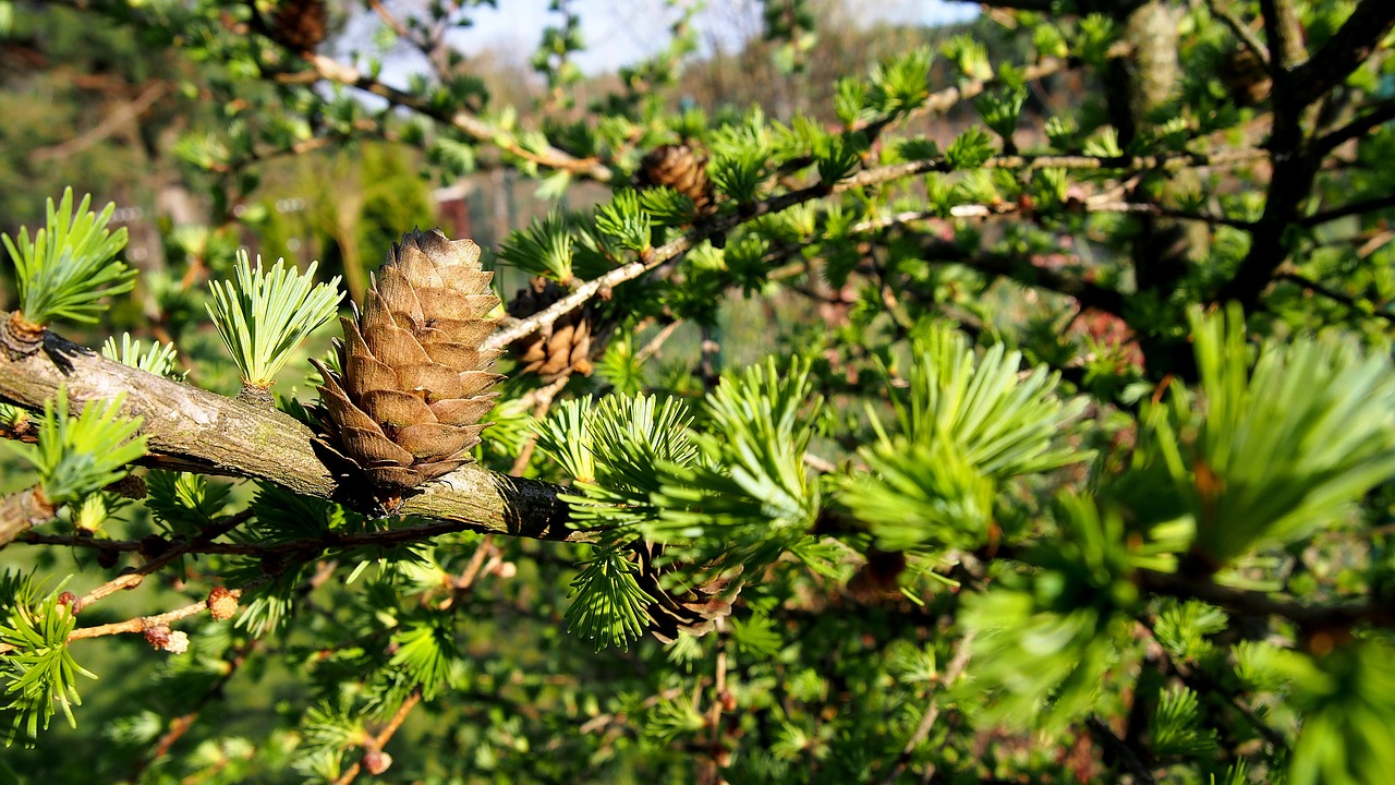 pine cone larch nature free photo