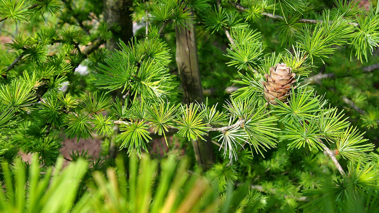 pine cone larch tree free photo