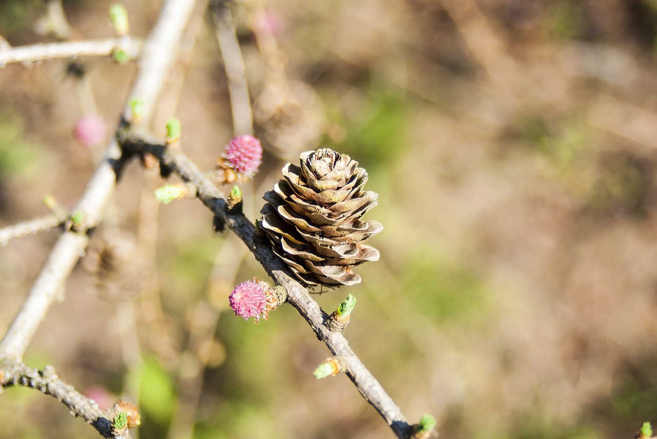 pine cone forest pine free photo