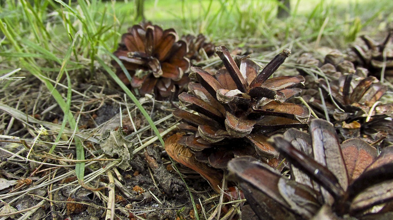 pine cone pine nature free photo