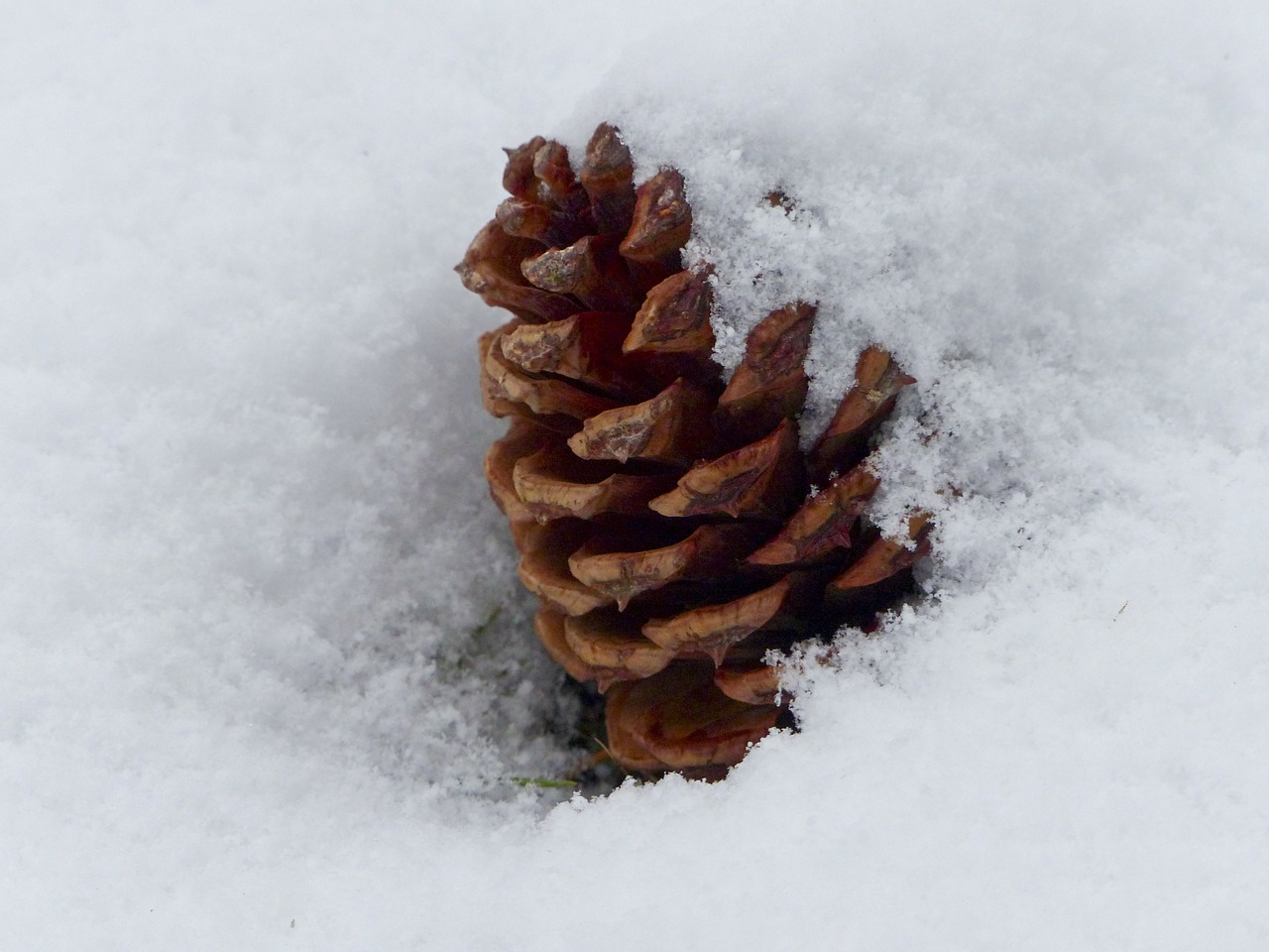 pine cone nature tree free photo